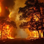 Bosque en llamas BP.jpeg